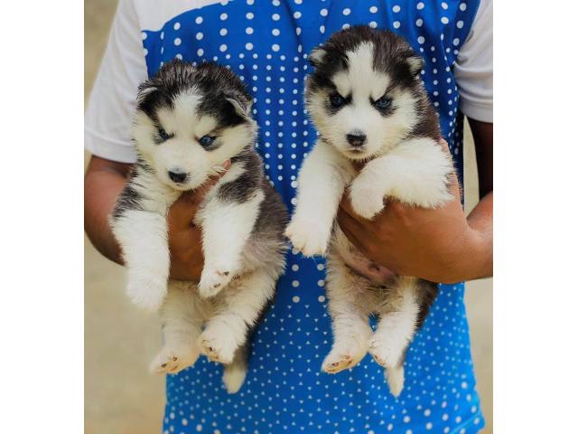 Blue Eyes Husky Puppies available in Punjab Sangrur - 1/1