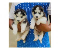 Blue Eyes Husky Puppies available in Punjab Sangrur - 1