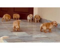 Golden Retriever puppies available - 1