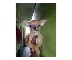 Chihuahua puppies for Sale in Bangalore, Buy Online, Price