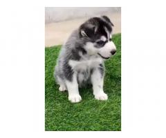 Husky Blue Eyes Puppy available in Bhatinda - 1