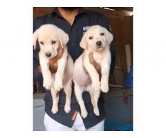 Labrador female puppy available