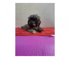 Lhasa Apso Puppy male puppy available in Mumbai