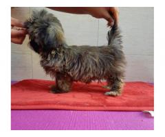 Lhasa Apso Puppy male puppy available in Mumbai
