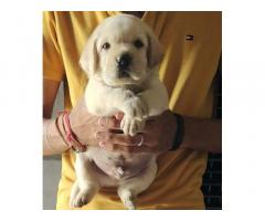 Labrador Male and Female available in Haryana kaithal