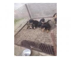 Rottweiler Puppy available in hapur