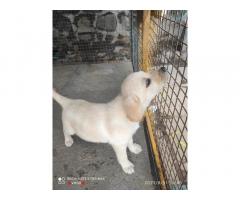 Labrador Price in Satara, Buy Online, For Sale