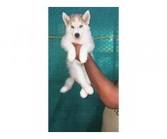 Husky Puppy available for sale in mumbai - 1
