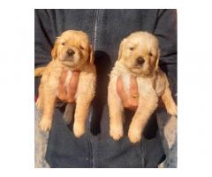 Top Quality Golden Retriever female puppy for Sale
