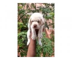 Heavy Size Apple Head Lab Male Puppy available