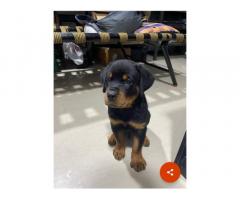 Rottweiler Puppies for Sale - 1