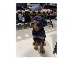 Rottweiler Puppies for Sale - 2