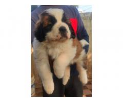 Saint Bernard female puppy is available