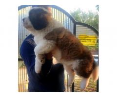 Saint Bernard female puppy is available