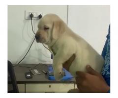 Very heavy quality Jumbo size Lab male puppy available
