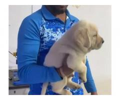 Very heavy quality Jumbo size Lab male puppy available