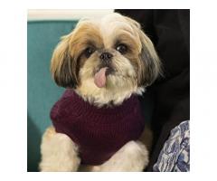 Heads Up For Tails Cable Knit Dog Sweater - Mauve - 1