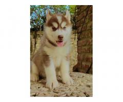 Husky Puppies Available for Sale