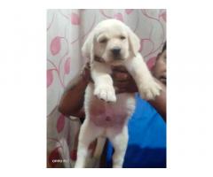 Labrador Puppy available - 1