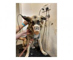 Scoopy Scrub Pet groomer in Bhopal, Madhya Pradesh
