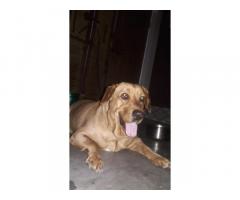 Labrador Female Available for Sale