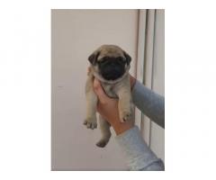 Top Quality Pug Puppy Available - 1