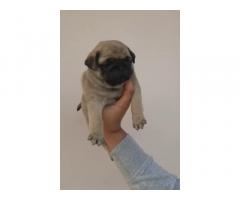 Top Quality Pug Puppy Available - 2