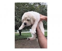 Lab heavy size puppy avilable without kci - 1