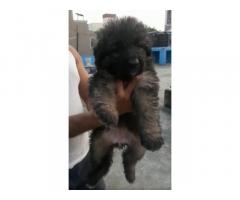 Gsd bushcoat female and male available - 1
