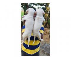Top Lineage Rajapalayam puppies available