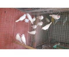 Albino java adult pairs available