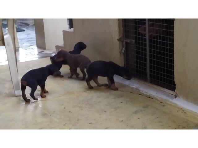 Heavy size doberman puppies available - 1