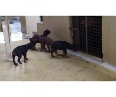Heavy size doberman puppies available