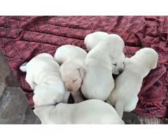 Good quality lab puppy lot available
