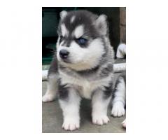 Top quality husky puppy available