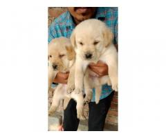 Labrador Puppy for sale Haryana