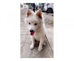 Pomeranian available for sale