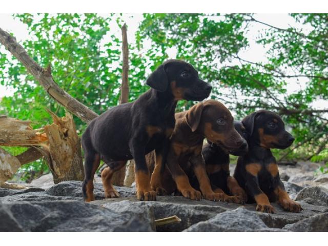 Doberman available for Sale - 1/2