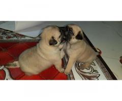 Pug Heavy Size Show Quality puppy's Available - 2
