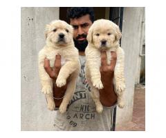 Golden Retriever puppies available Chennai