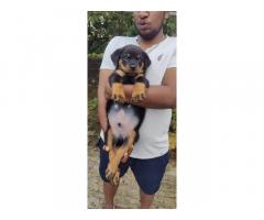 Rottweiler show Quality  heavy size single male puppy - 1