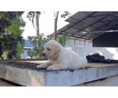 Labrador Puppies Available - 2