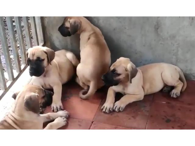 Dane Puppies for Sale - 1/1
