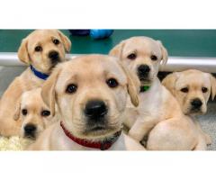 Top 100 Most Popular Male Dog Puppies Names - 1