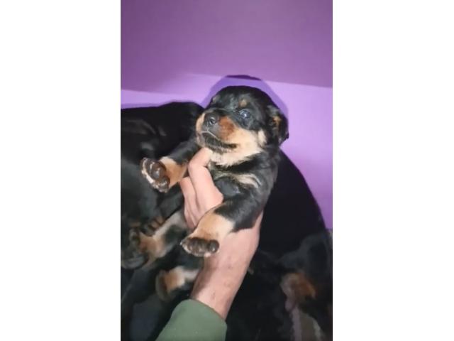 Top quality Rottweiler puppy available - 1/2