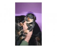 Top quality Rottweiler puppy available - 1