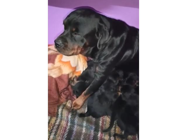 Top quality Rottweiler puppy available - 2/2