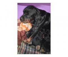 Top quality Rottweiler puppy available
