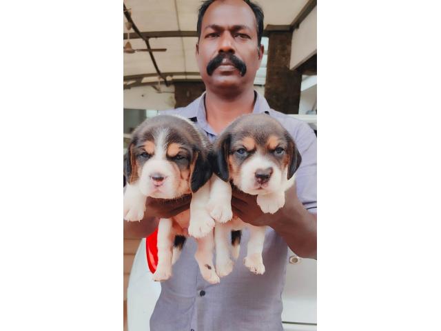Top quality Beagle puppy available - 2/2
