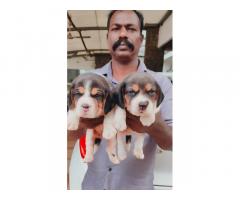 Top quality Beagle puppy available - 2